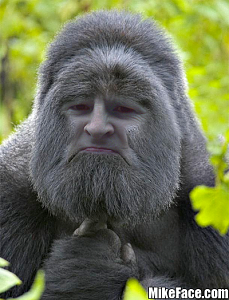 bis gorilla