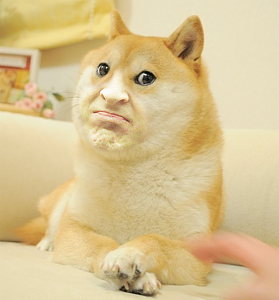 bis doge notext